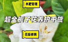 栀子花养护手册这样养叶片油绿发亮还能开花爆盆