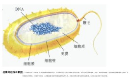 细菌由什么构成