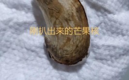 芒果核别扔太可惜剪一刀丢盆中7 天就生根发芽啦