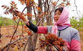 见惯大世面返乡不走了 平度古岘一里村村民讲述各自精彩小康生活(香椿收入走了都是村里)