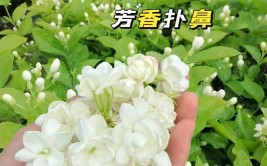 老桩茉莉想养好6步操作不可少做好四季开满花香味十足