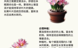 兰花开花了应该如何进行维护