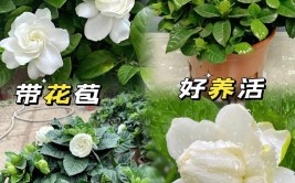 栀子花怎么养