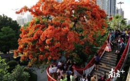 谁说花城没有花心广州的世界级花园终于要来了