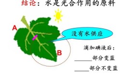 在光合作用中水的作用是什么