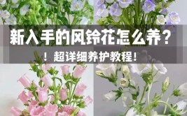 风铃花的养护技巧开花爆盆很简单南北方养护区别在这里