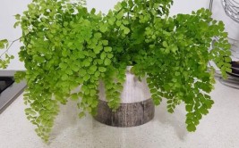 7种适合养朝北窗台的盆栽植物可以观叶也能观花