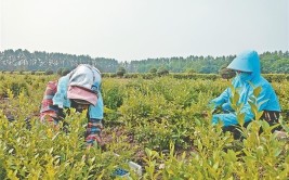 温岭蓝莓遇上“成长烦恼” “贵族”身价变“平民”(蓝莓采摘种植越来越的人)