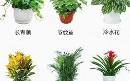 绿植到底是怎么养的四步教你养成好绿植方便又见效