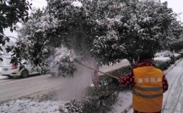 如何在下雪后养护园林树木