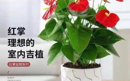 室内养花我更喜欢用小盆掌握这两点可以挽救很多盆栽植物