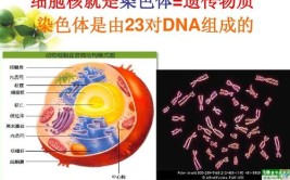 染色体存在于细胞的什么中