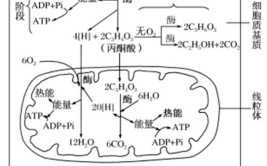 动植物进行呼吸作用的主要场所分别是哪里