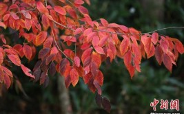 生物多样性保护6700万年前珍稀植物扎根南京