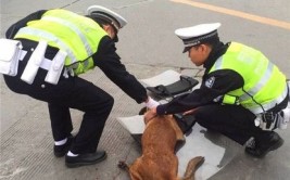 交警一路护送狗狗下高架(流浪狗高架桥交警护送小狗)