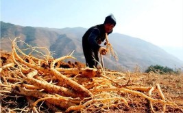 了解内蒙古黄芪栽培技术提高产量有效方法