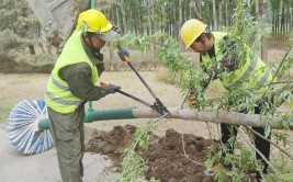 服务期限三年每年200万  三亚市天涯区园林绿化应急补植