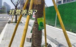 勤浇水挂营养液树围翻土扩建南京古树名木这样过夏天