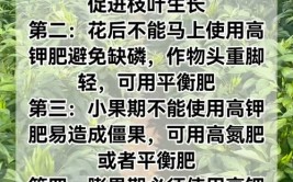 肥料怎么施才管用记住这几点