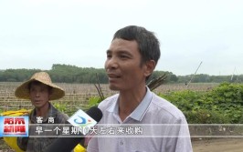 新州镇学栏村陈卓雄不等不靠摘穷帽