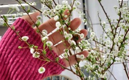 春天也能看雪找几根雪柳扦插在盆里朵朵白花就似雪花