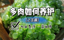 玉露的养殖方法