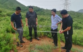 雨季造林55万亩易县打造白洋淀上游规模化林场生态防护林体系