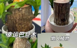 巴旦木怎么养注意5点轻松养成大树