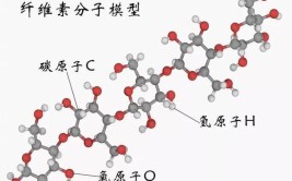 纤维素是高分子化合物吗