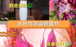 为何潮州家庭偏爱这三款花卉养护秘籍与吉祥寓意大揭秘