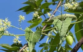 农村常见的小叶冷水草原来就是毒蛇的克星很多人不认识