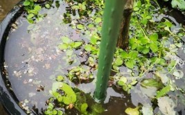 最近暴雨天频发植物该怎么养才能不怕积水烂根