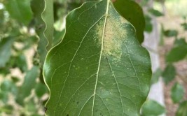 新城区园林植物养护及有害生物预测预报