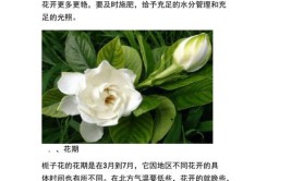 小叶栀子花什么时候开一年开几次