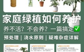 早该掌握的家养绿植技巧避免养成枯草