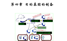 目的基因的制备方法有