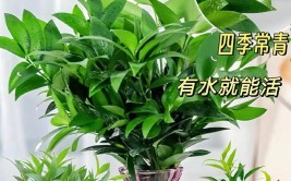 水培植物有蚊子怎么办3个小技巧轻松赶走蚊子实用又环保