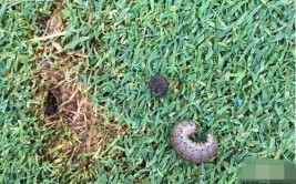 夏日炎炎梅雨季节草坪生长过快枯死蚊虫多怎么打理呢