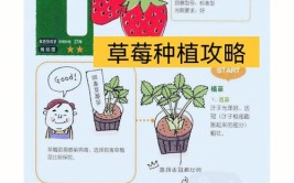 新手种植草莓只有用心养护和掌握方法才可以收获惊喜