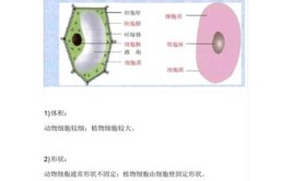 生物知识点植物细胞与动物细胞的区别