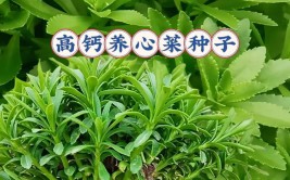 养心菜又叫救心菜高钙菜可当盆栽种植三个月爆盆可以食用