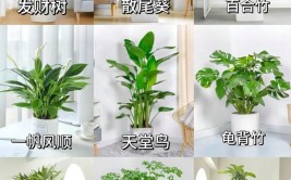 室内绿色植物的养护需要注意哪些问题