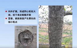 有种病叫苹果哈哈脸苹果轮纹病防治攻略请查收