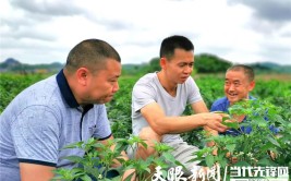 “兵支书”勇当乡村振兴“急先锋”(蚕桑退役群众军人盐泉)