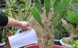 卧室养仙人掌花盆大小和浇水是关键配合养护瞬间变成天然氧吧