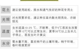 吊兰冬季怎么养一点小技巧叶片又多又旺绿油油长成绿瀑布