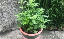 艾草人工栽培技术适合庭院阳台宝贝植物