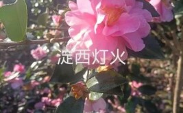 喜讯青浦两家经营主体入选上海市花卉四新技术示范基地