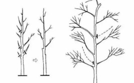 乔木灌木藤本植物养护技术规范园林景观工程