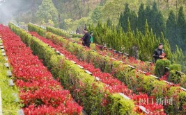 树葬花葬该怎么选植物这位从业15年的陵园园艺师来揭秘